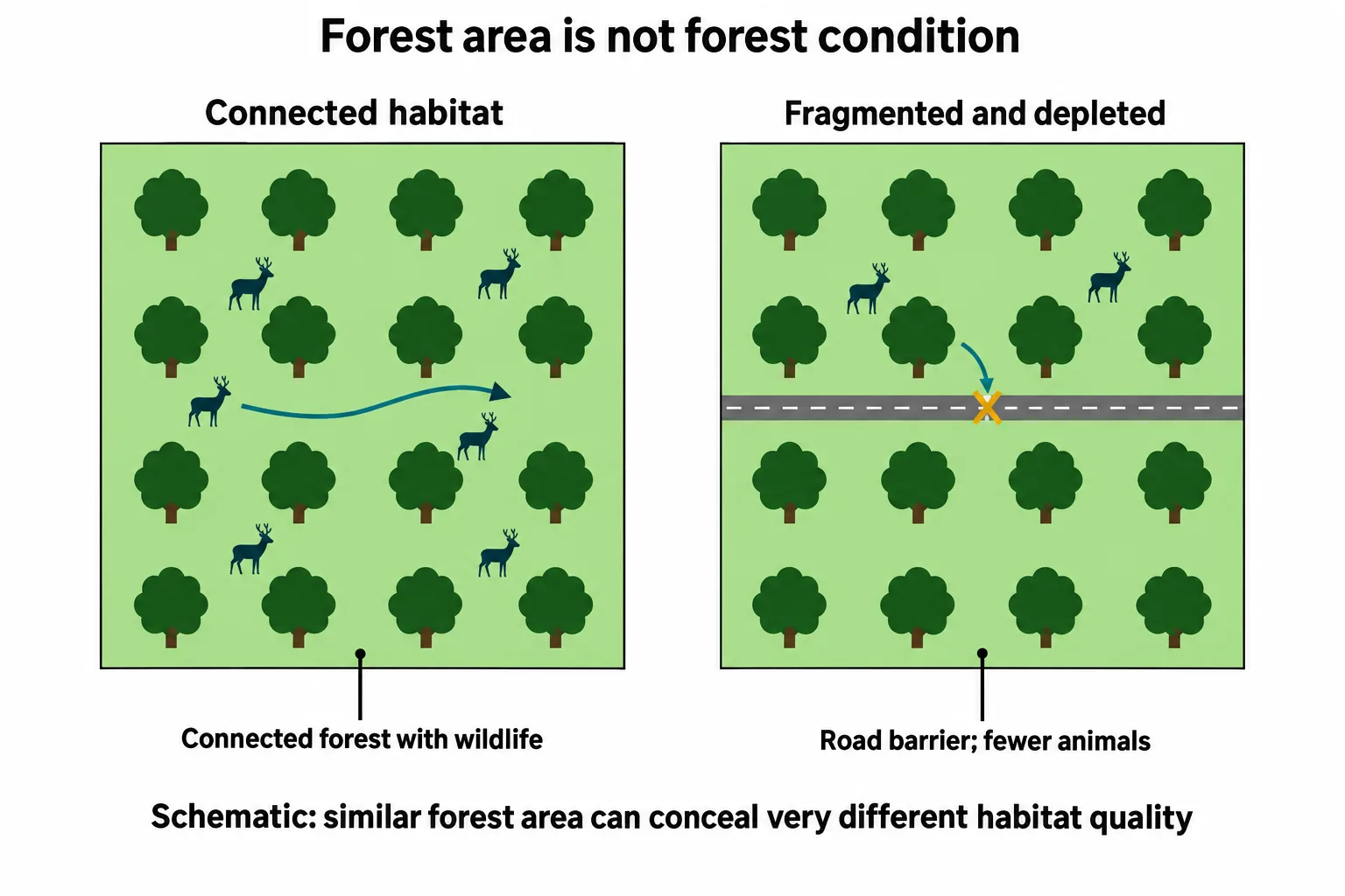 Two similar forest areas differ in connectivity and wildlife, with a narrow road fragmenting the second forest.