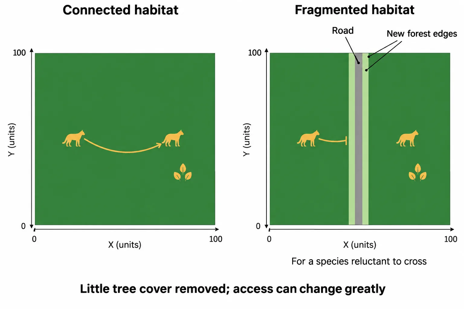 A narrow road removes little forest area but separates an animal from a mate and food while creating new forest edges.