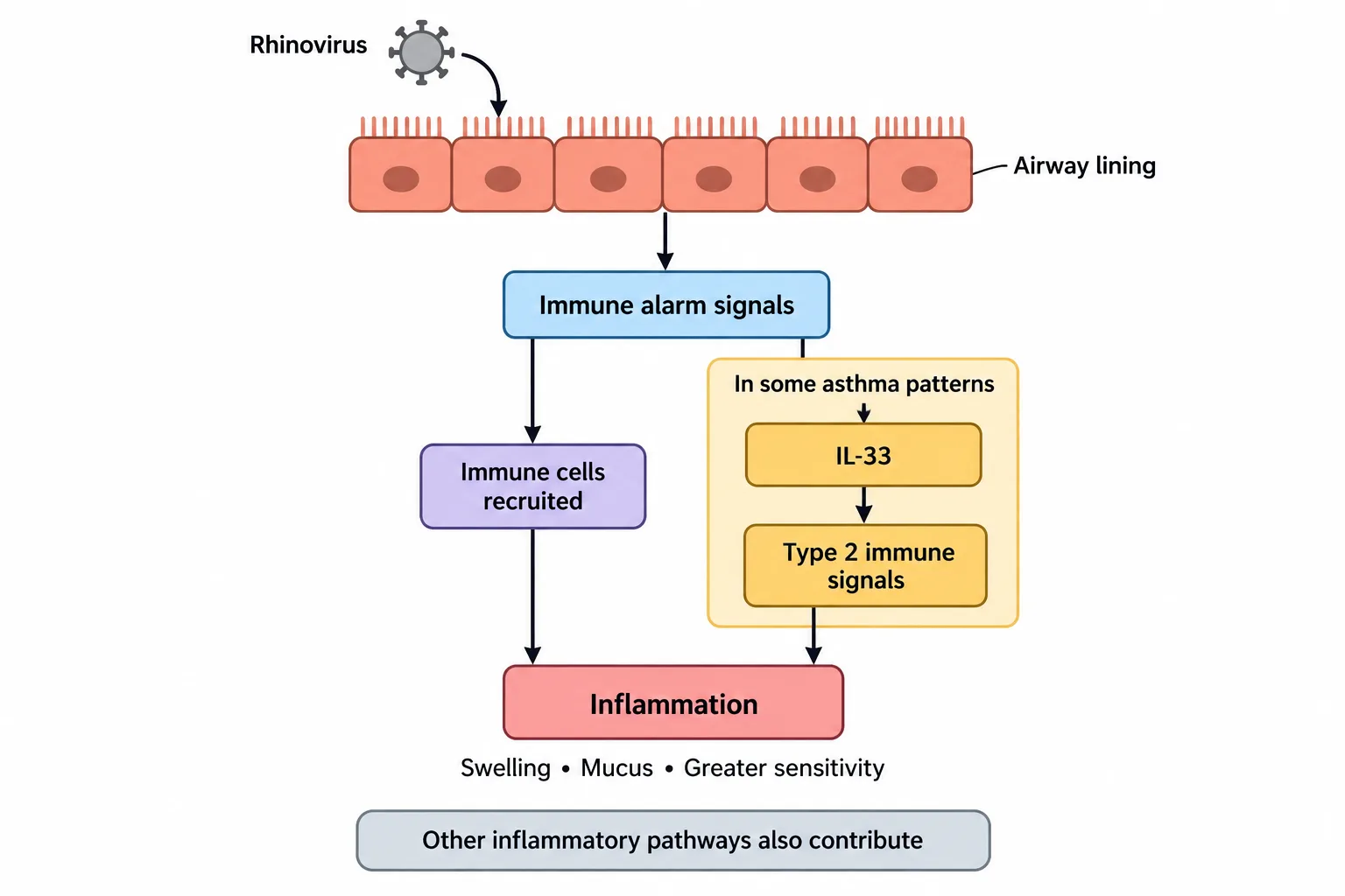 An airway lining detecting rhinovirus sends immune alarms, including an IL-33 pathway that can amplify inflammation in some asthma patterns.