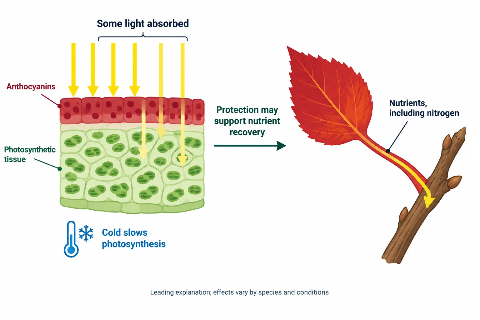 A schematic shows anthocyanins absorbing some incoming light while nutrients move from an autumn leaf into woody tissue.