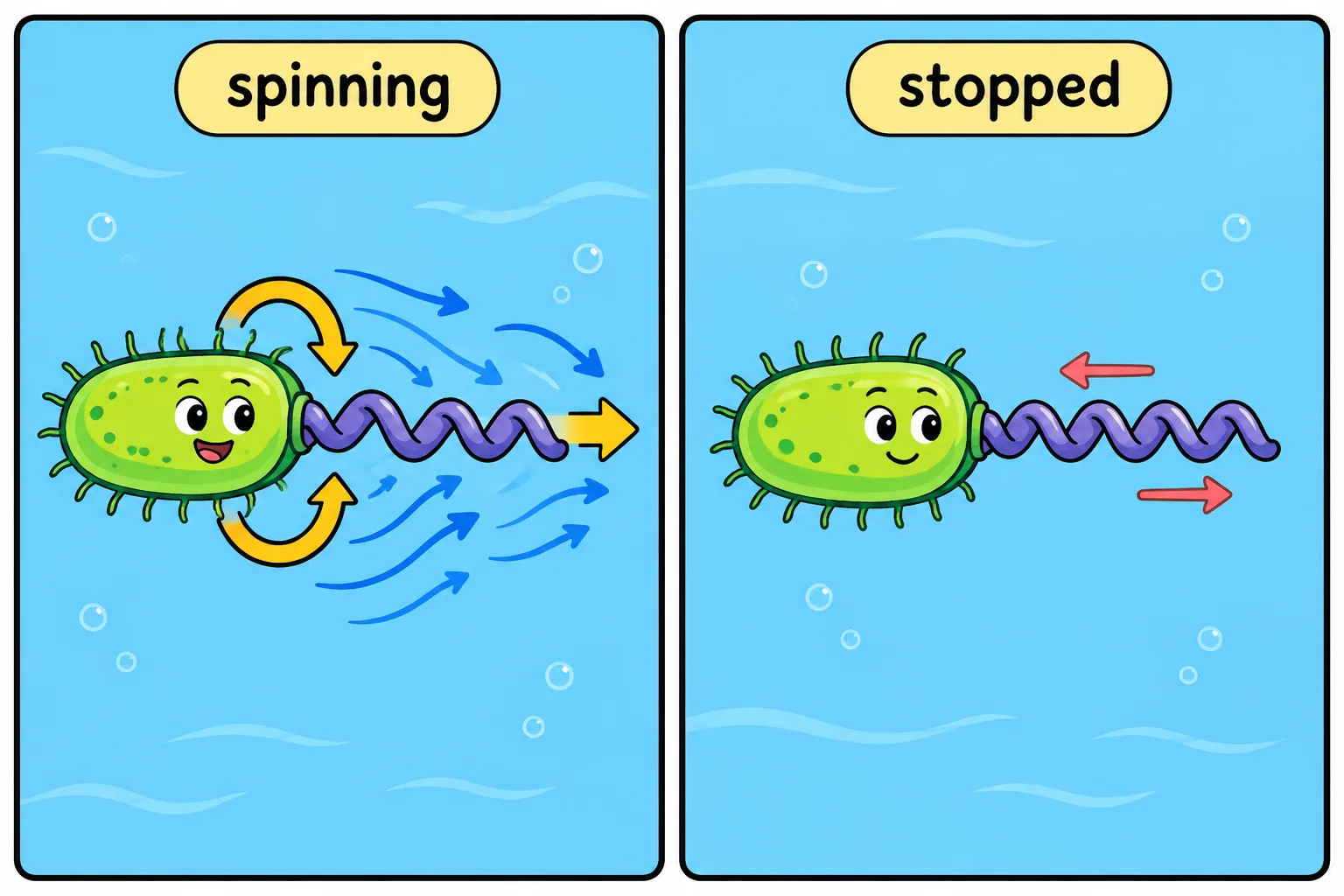 A rotating helix drives a bacterium forward, but the bacterium stops quickly when rotation ceases.