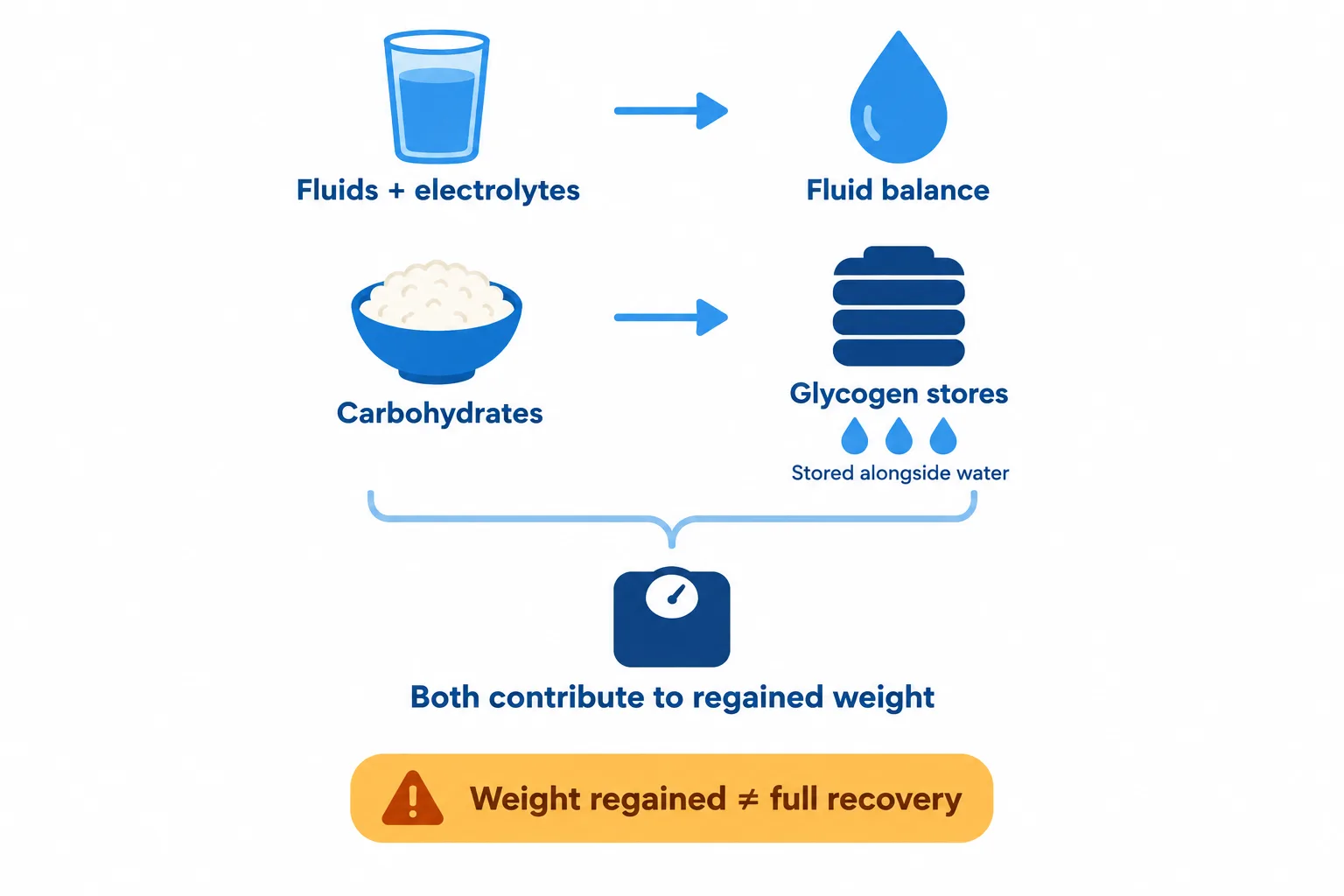 Fluids and electrolytes support fluid balance, while carbohydrates restore glycogen stored alongside water; both contribute to regained weight.