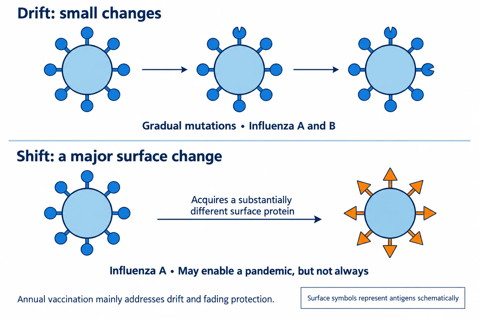 Two rows contrast gradual small changes in flu surface antigens with acquisition of a substantially different surface protein.