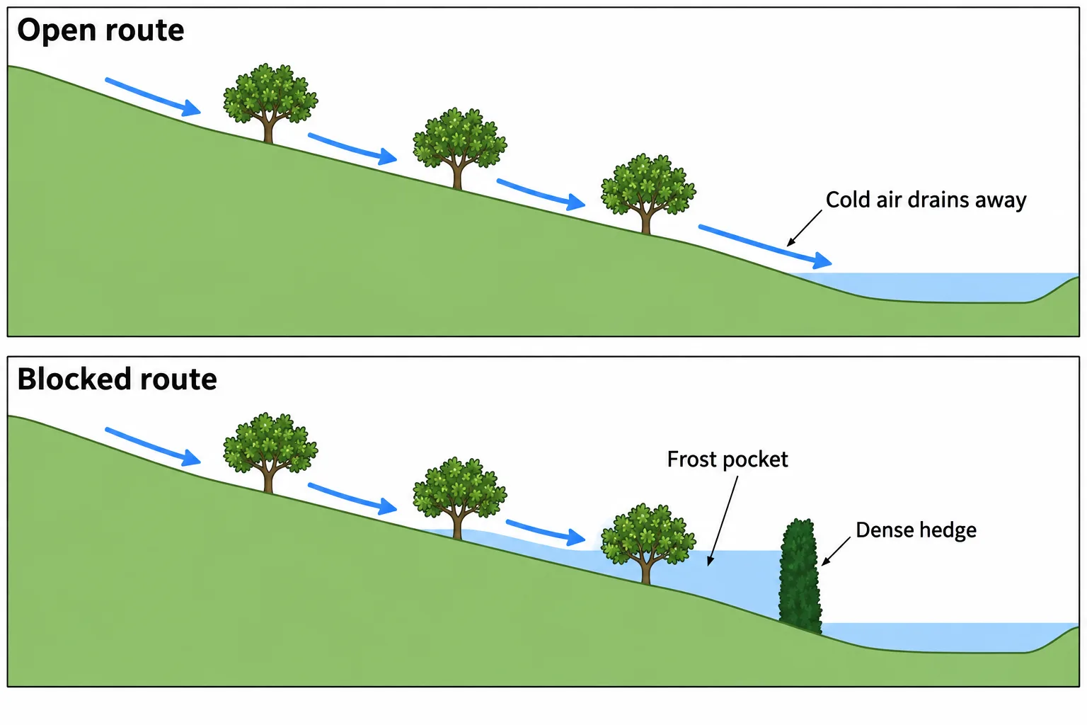 Identical orchard slopes show cold air escaping through an open downhill route or collecting behind a dense hedge.