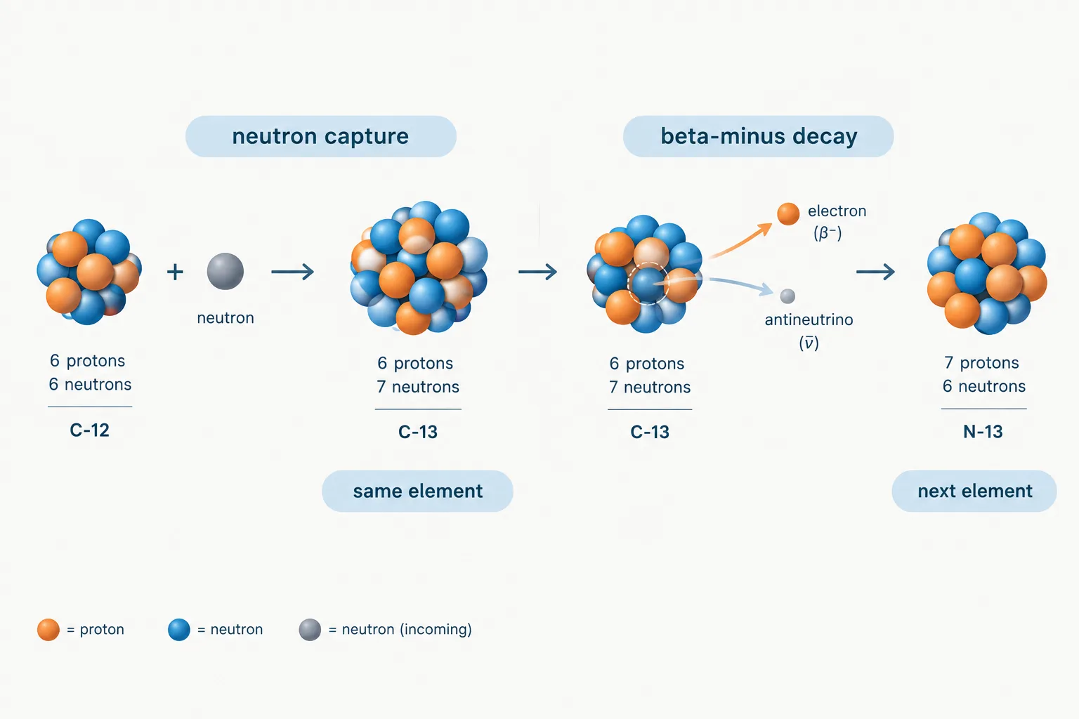 Neutron capture adds a neutron; beta-minus decay converts a neutron into a proton, changing the element.