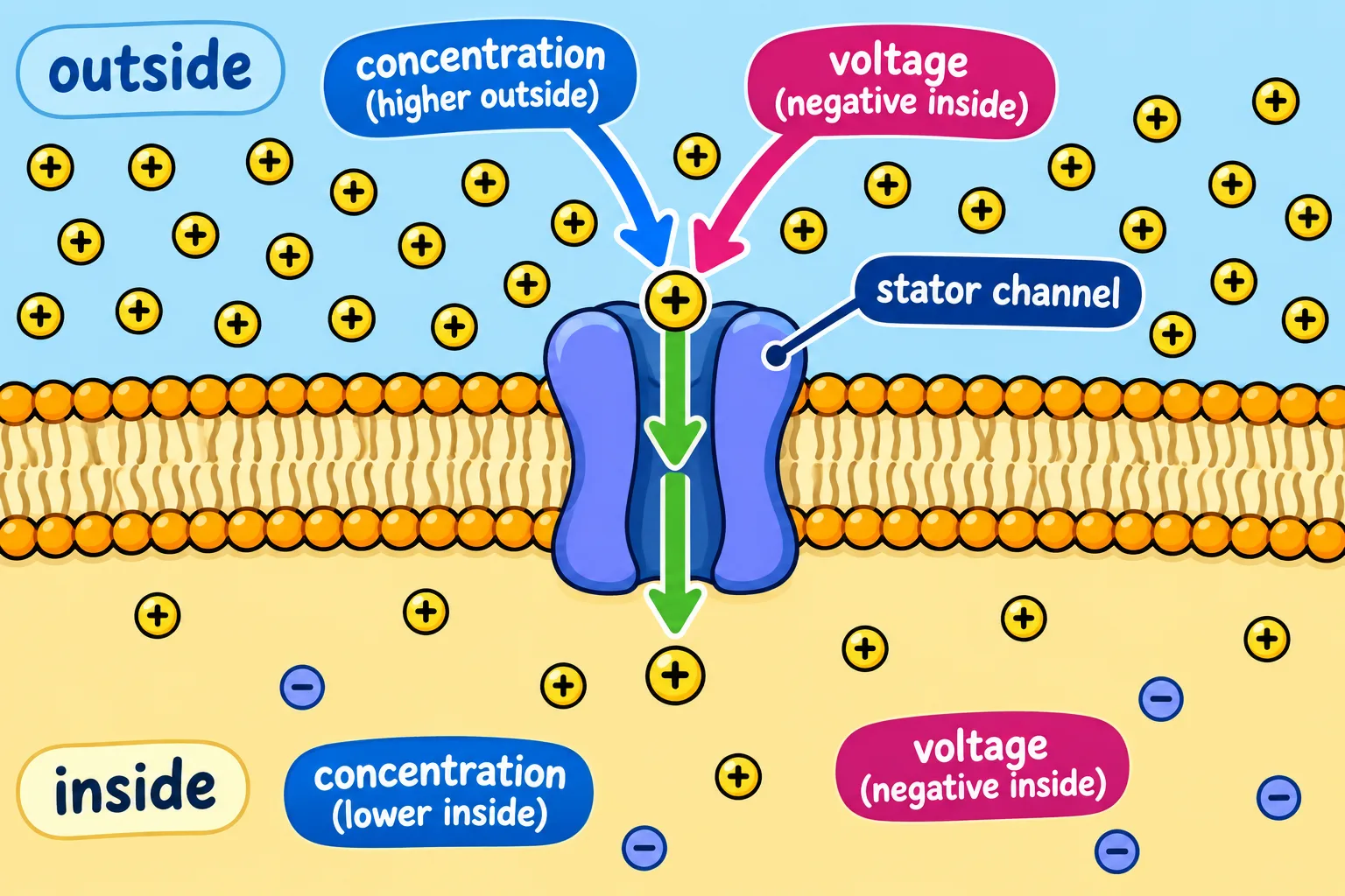 Positive ions enter through a stator, driven by both their concentration difference and membrane voltage.