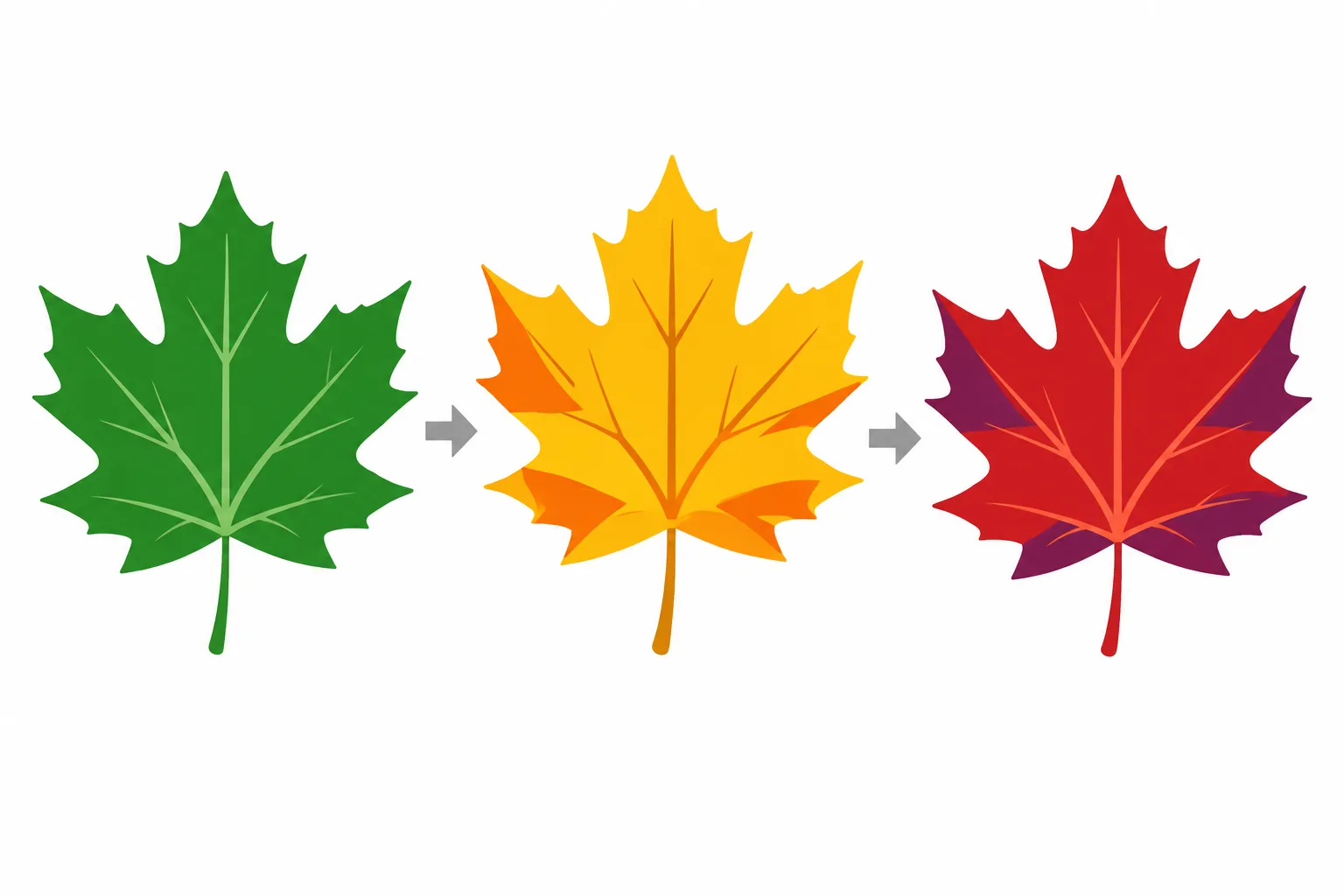 Schematic green, golden-yellow, and red maple leaves represent the changing palette of autumn.