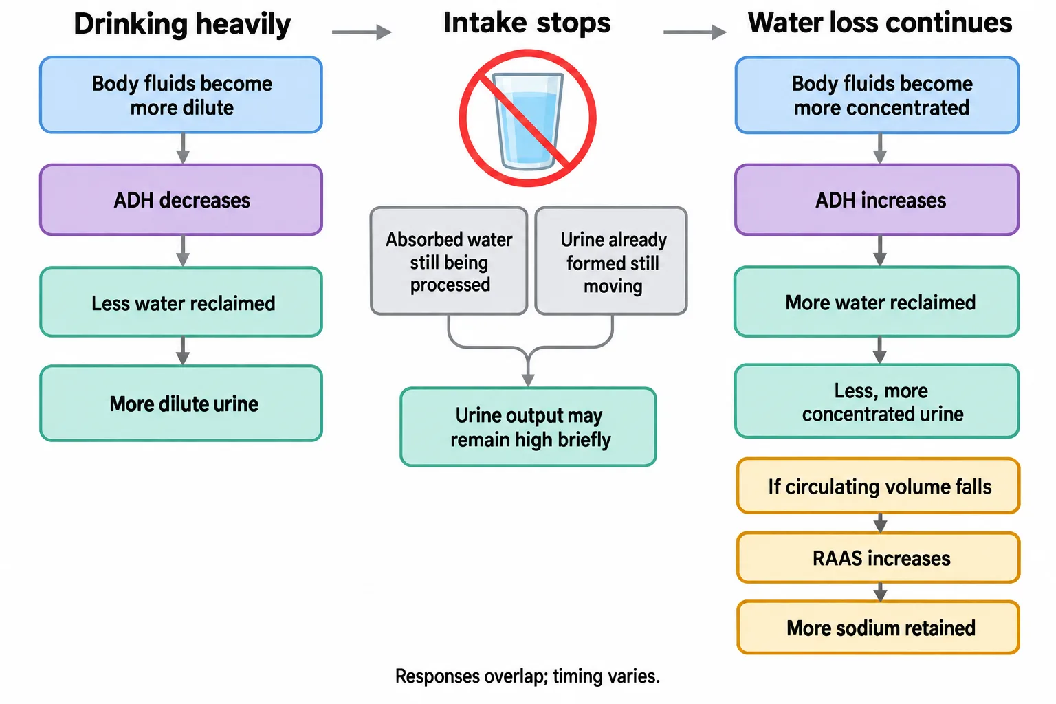 A three-stage diagram shows why urine output can briefly lag behind drinking while ADH and, if needed, RAAS activate conservation.