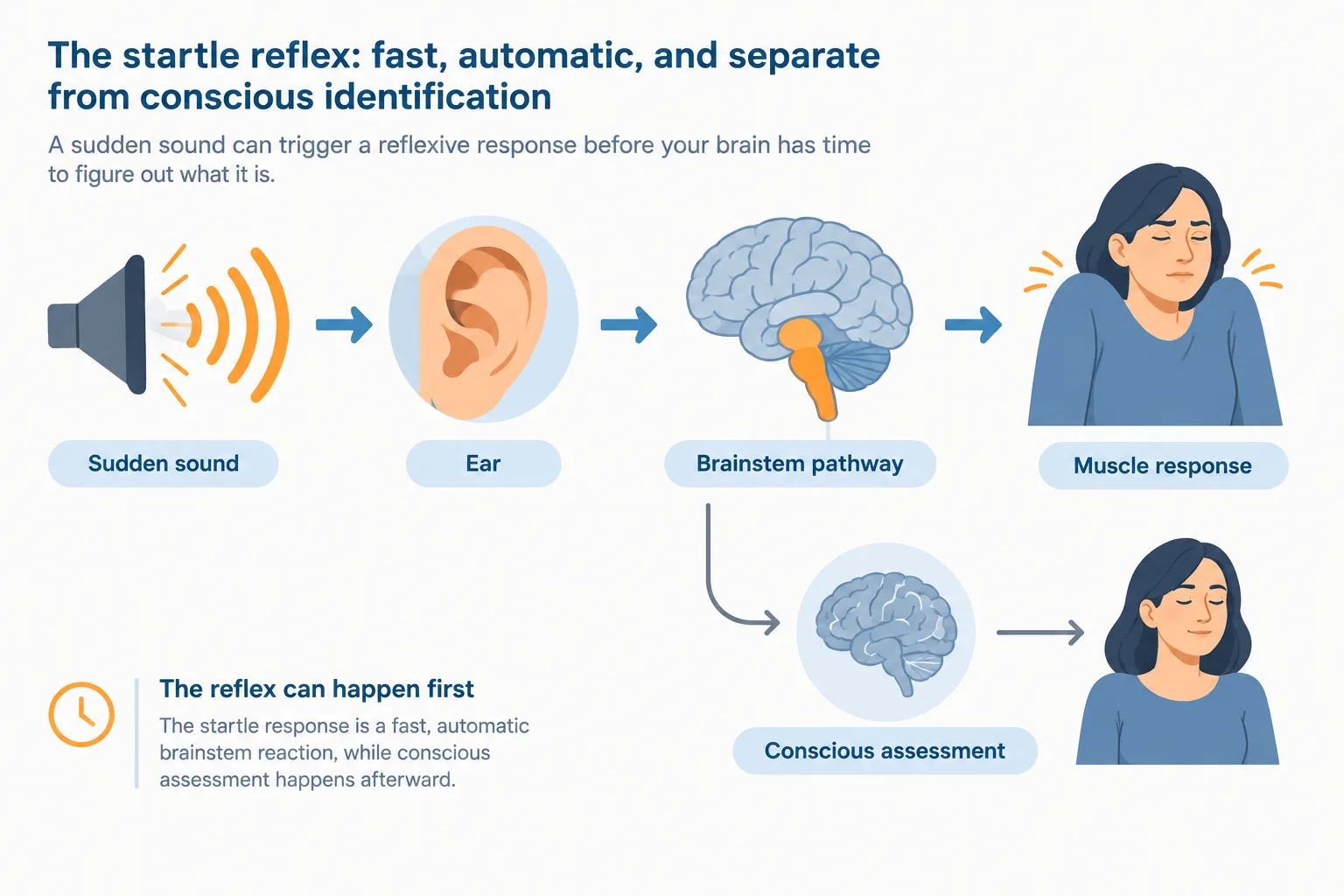 A sudden sound reaches a brainstem pathway that triggers blinking and flinching before conscious reassurance catches up.