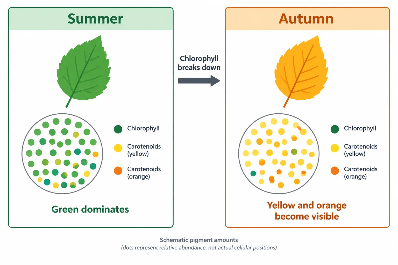 A summer-to-autumn comparison shows chlorophyll declining while existing yellow and orange carotenoids become visible.
