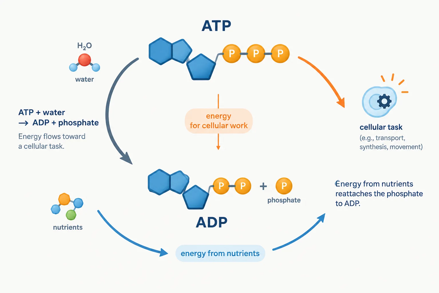 A cycle shows ATP becoming ADP and phosphate during cellular work, then being rebuilt using nutrient energy.