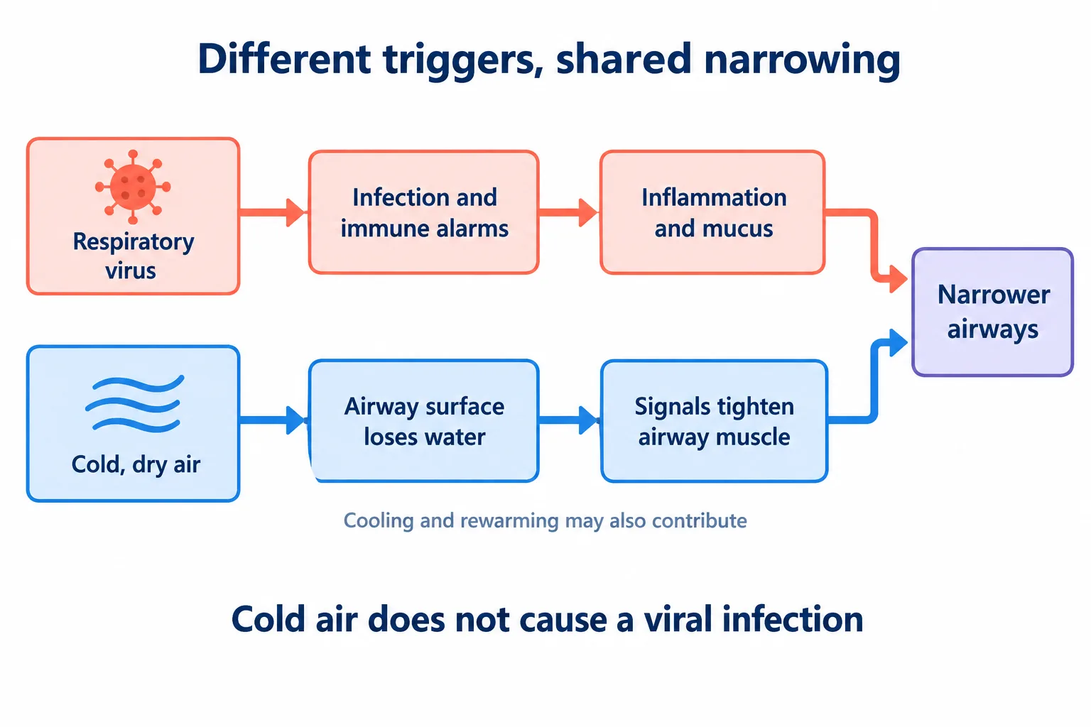 Separate pathways show a virus triggering immune inflammation and cold, dry air triggering muscle tightening, both narrowing airways.