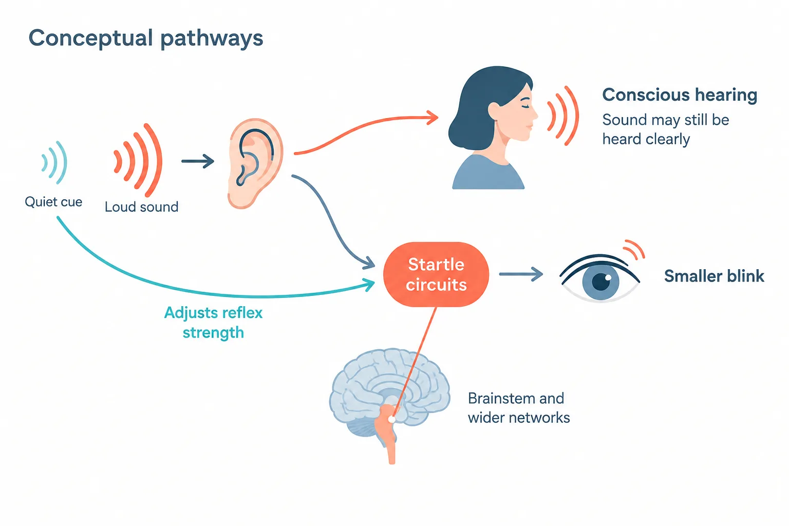 A conceptual diagram separates conscious hearing from the startle pathway, showing that a quiet cue can reduce a blink without preventing hearing.