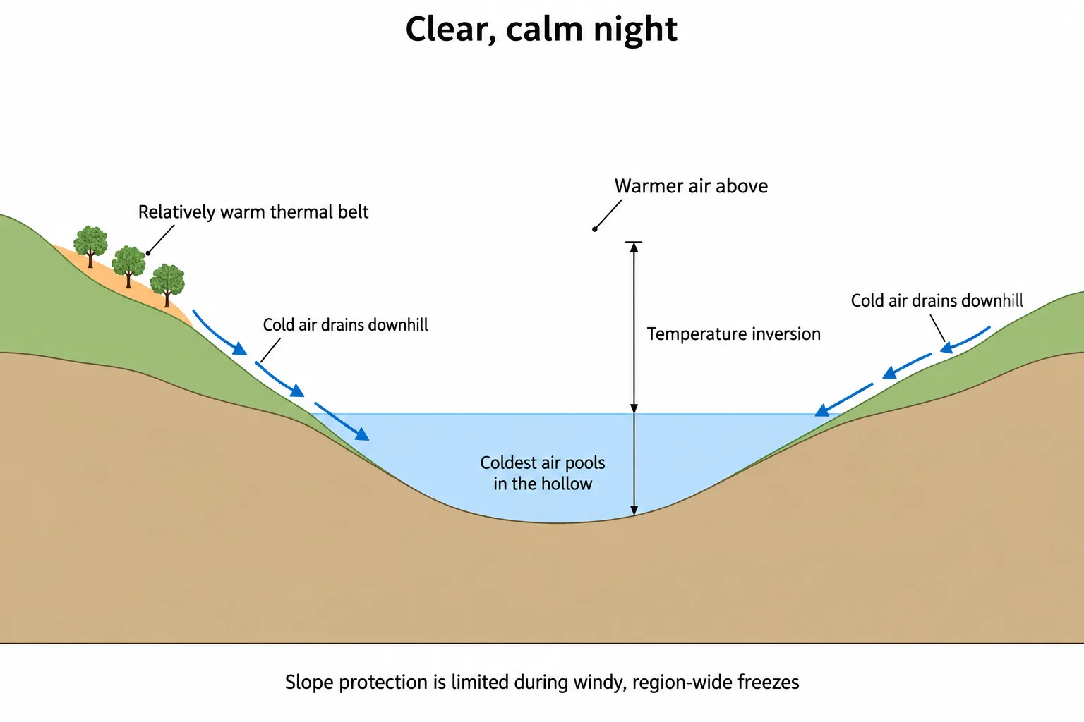 Cold air flows down both hillsides into a valley hollow, leaving a relatively warm thermal belt partway up a slope.