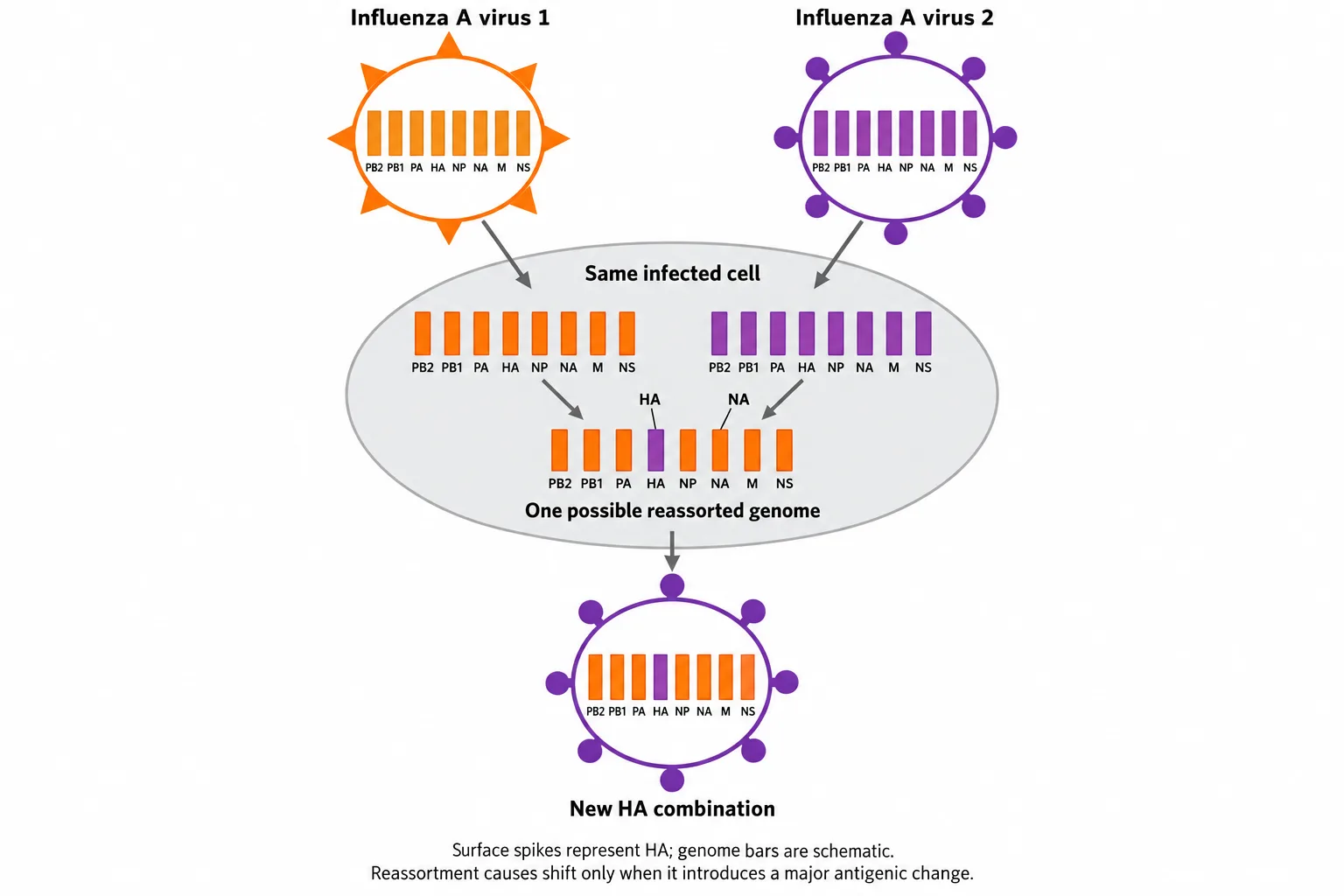 Two influenza A viruses infect one cell, allowing an offspring to inherit eight mixed genome segments, including HA from the second parent.