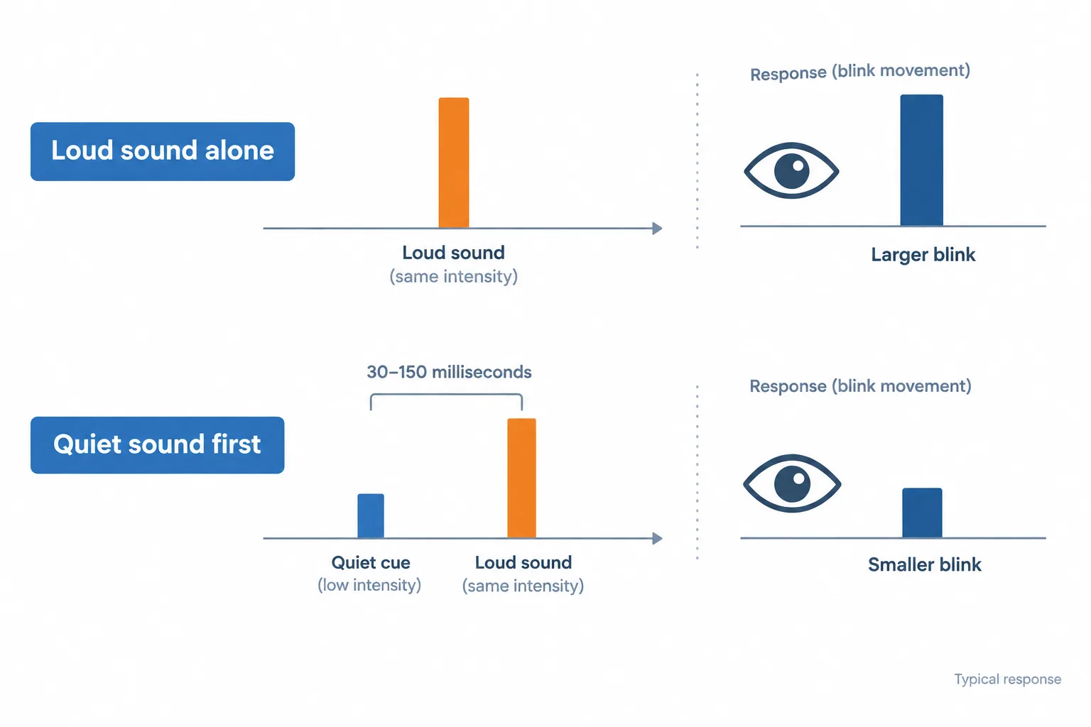 Two timelines show that a quiet cue 30–150 milliseconds before the same loud sound typically produces a smaller blink.