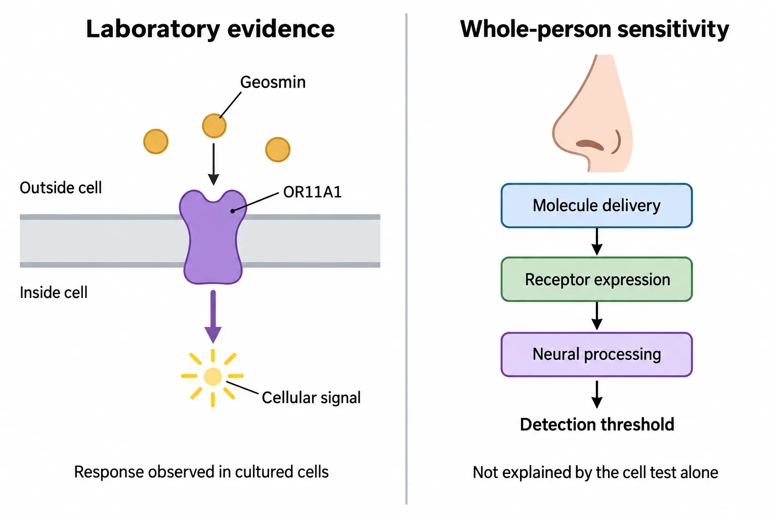 A laboratory cell responds to geosmin through OR11A1, while human smell sensitivity also depends on delivery, receptor expression and neural processing.