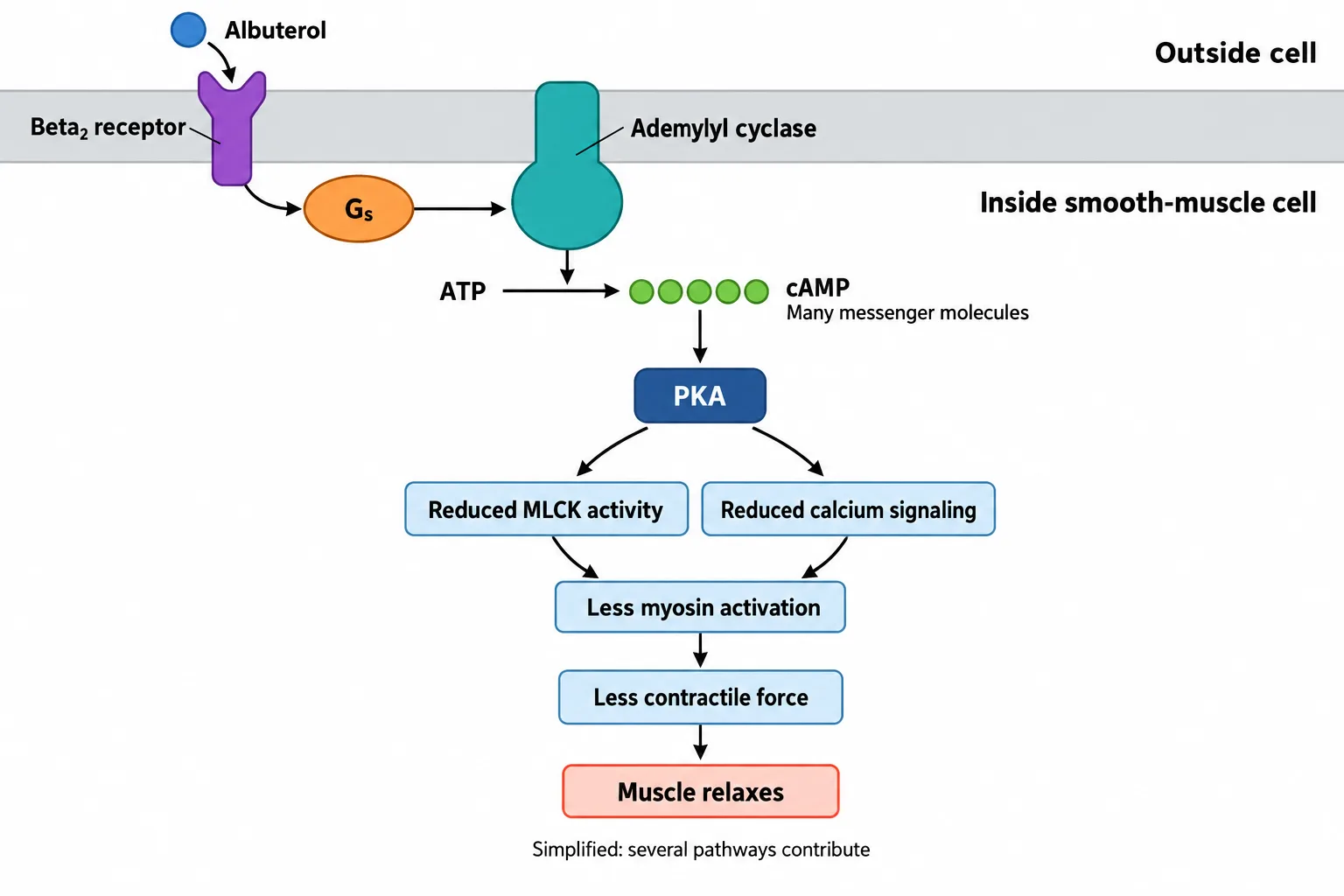 A membrane-to-cell signaling diagram traces albuterol through the beta₂ receptor, Gₛ, adenylyl cyclase, cAMP and PKA to reduced muscle contraction.