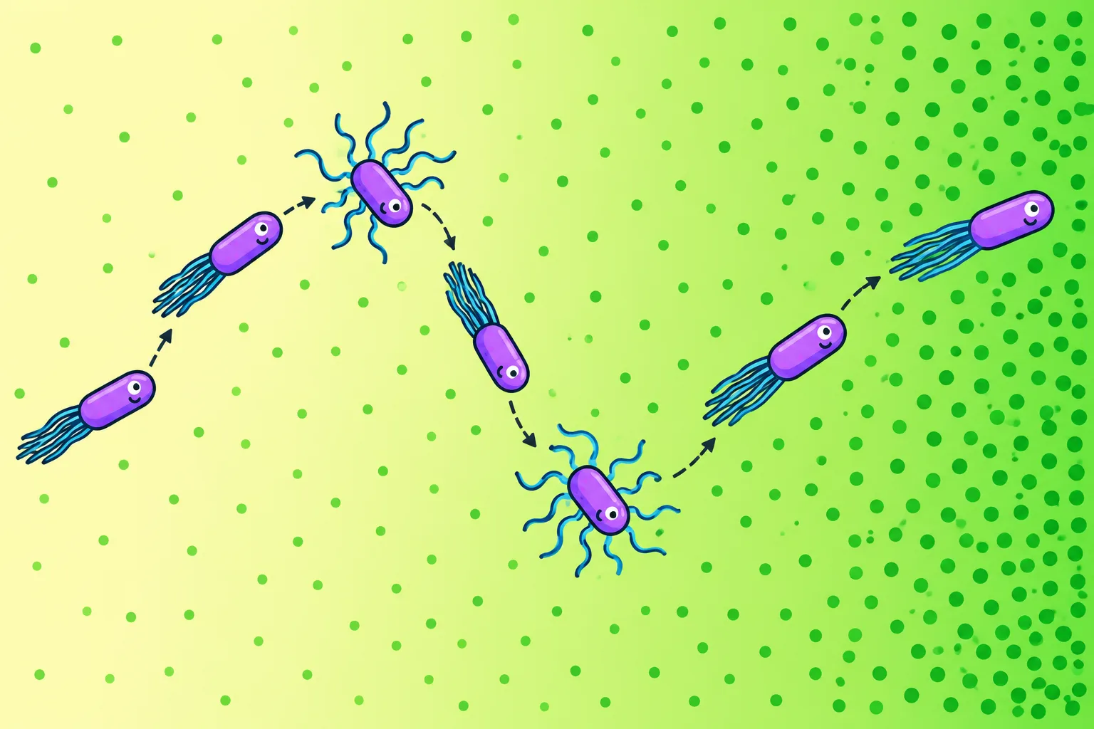 A bacterium follows a winding path with longer runs toward increasing nutrient concentrations.