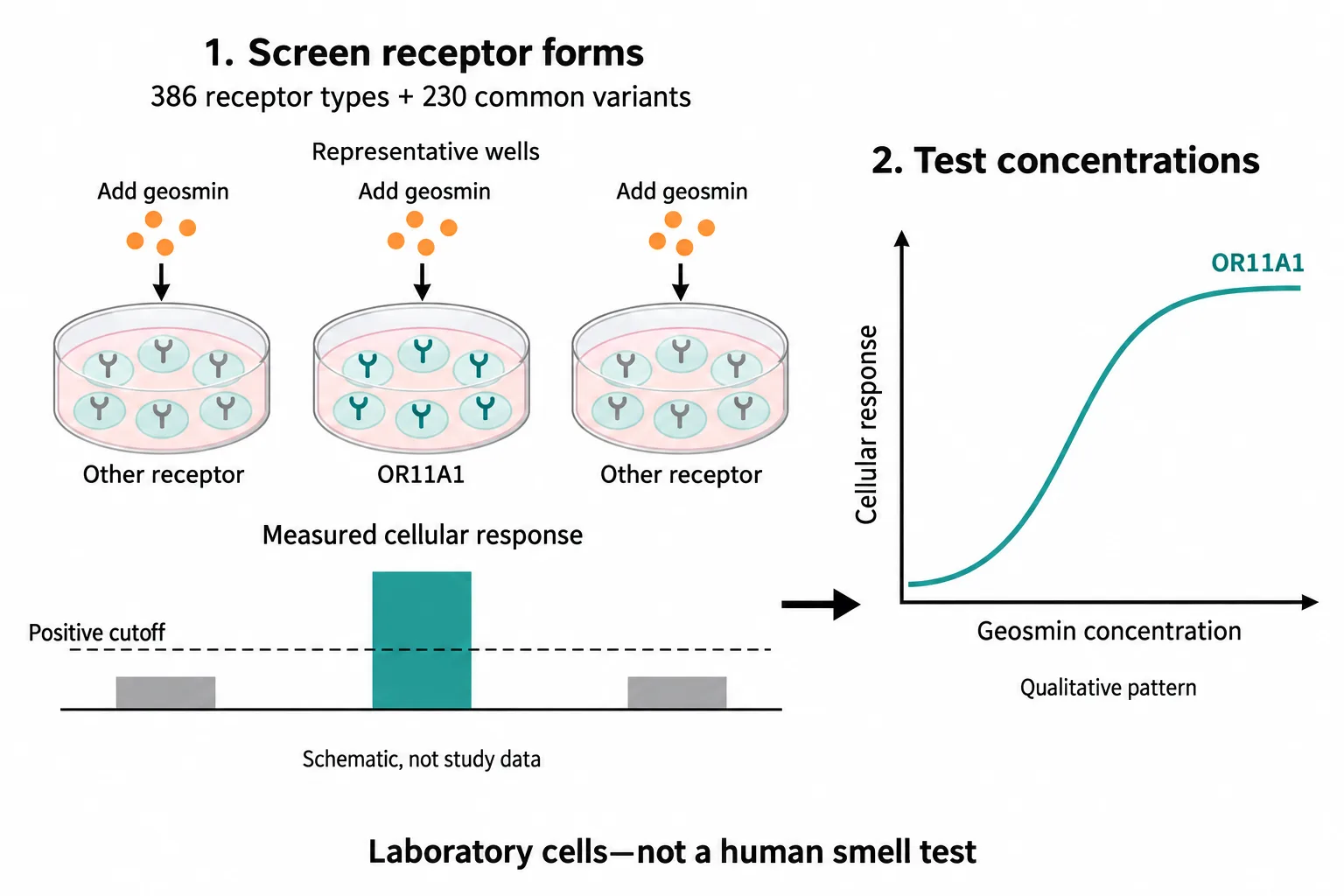 A receptor screen singles out OR11A1 above a positive cutoff, followed by a rising concentration–response curve.