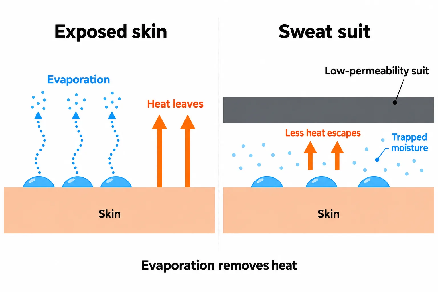 Matched skin cross-sections show sweat evaporating from exposed skin while a sweat suit traps moisture and reduces cooling.