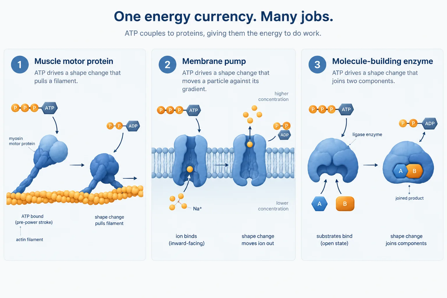ATP reactions drive shape changes in proteins that contract muscles, pump substances, and build molecules.