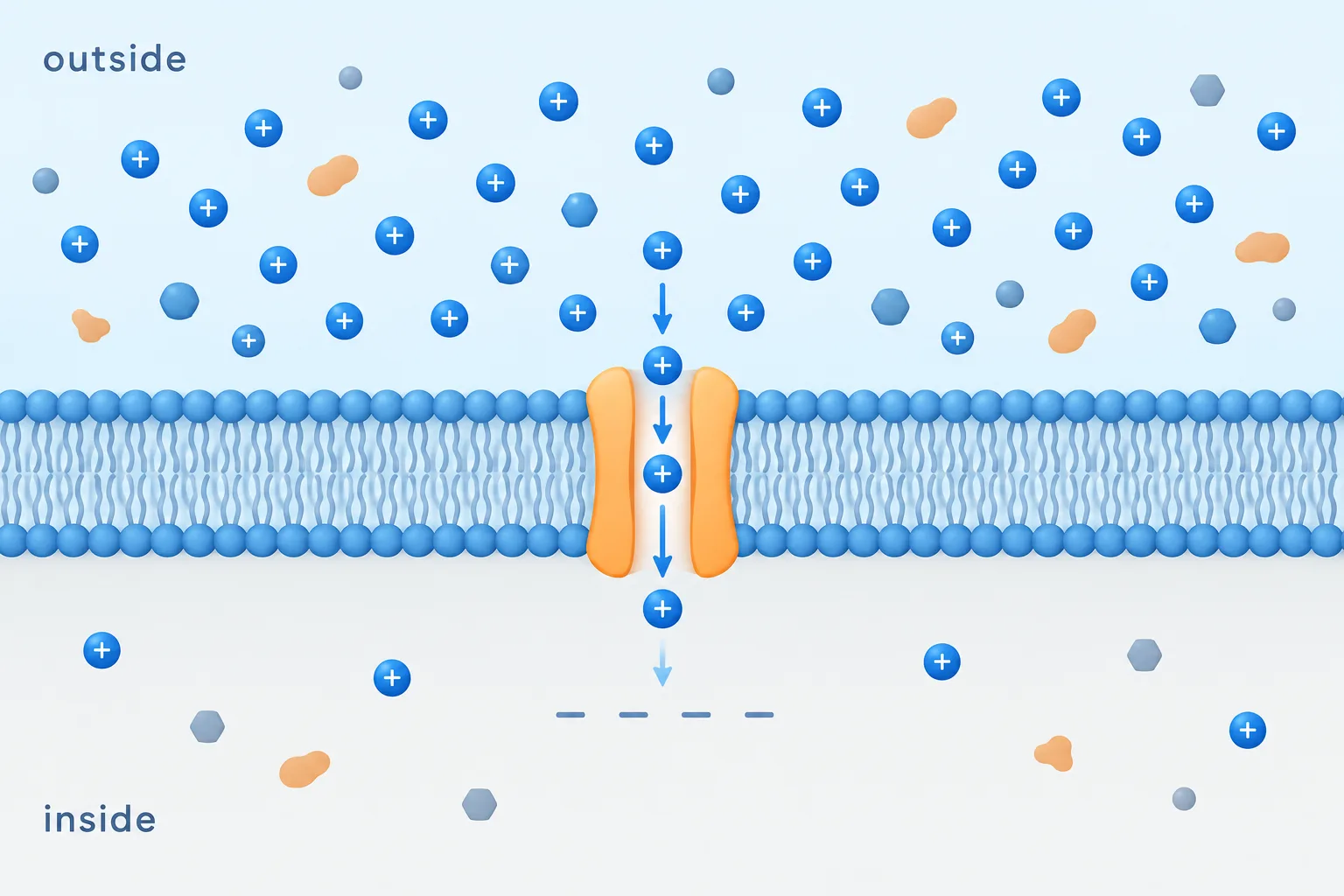 More sodium ions outside and a relatively negative interior both favor movement into the bacterium.