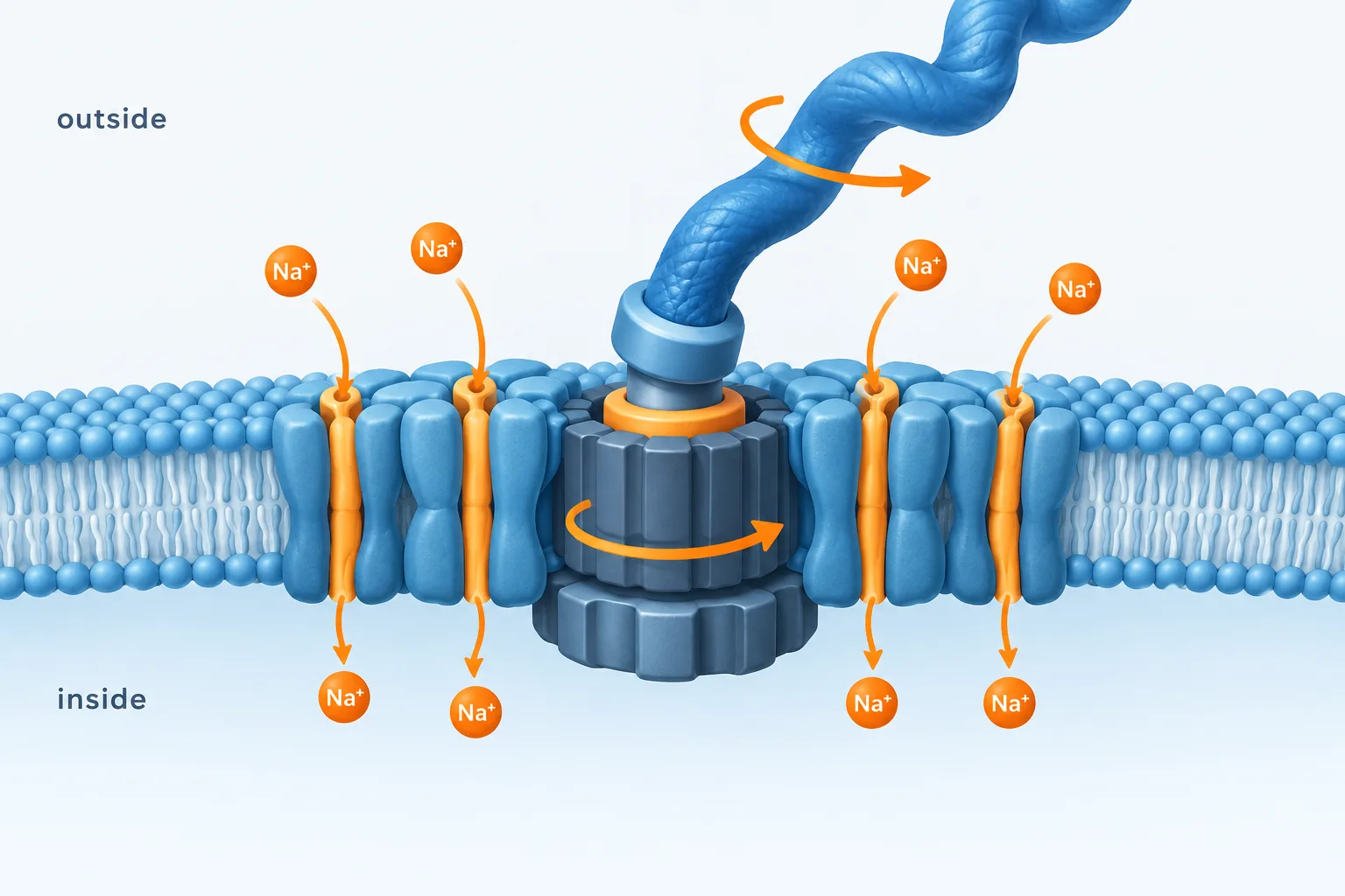 Sodium ions cross the membrane through motor proteins as the connected rotor and flagellum turn.