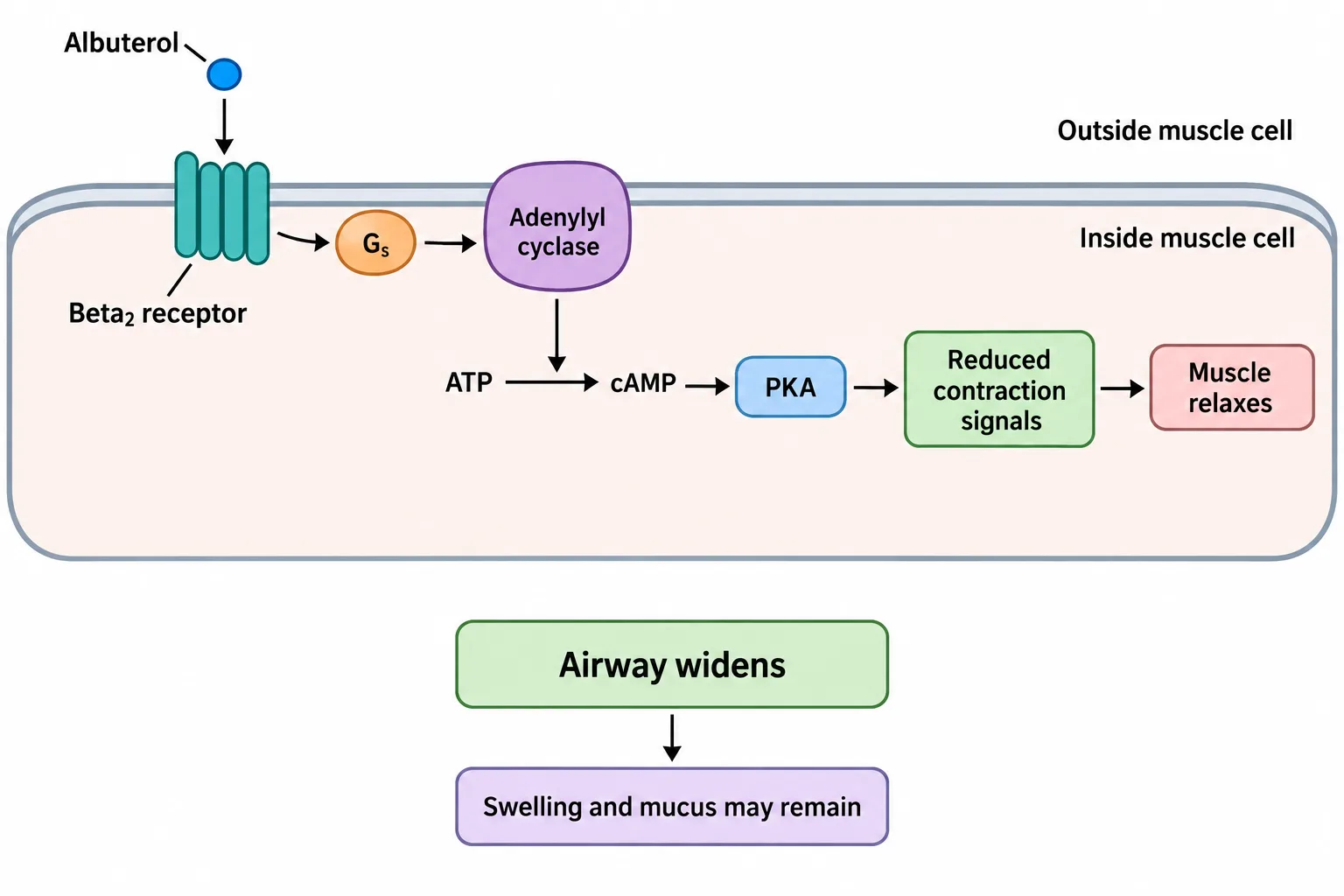 Albuterol activates a surface receptor and an intracellular signaling chain that relaxes airway muscle without clearing swelling or mucus.