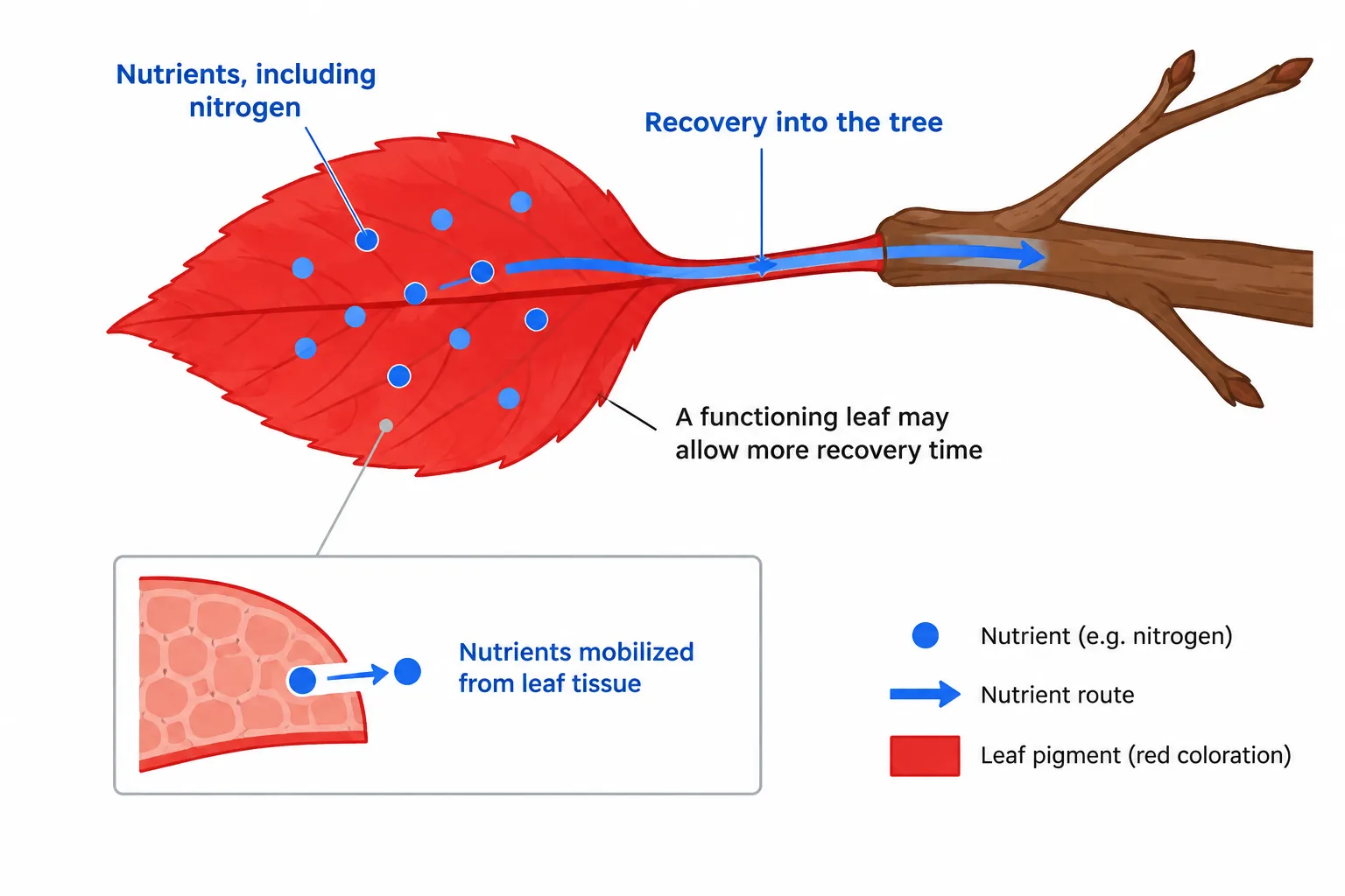 Blue nutrient markers move from an attached autumn leaf through its stalk into the tree before the leaf falls.