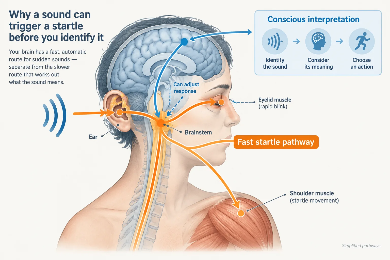 A simplified diagram contrasts the short brainstem startle pathway with conscious sound interpretation and shows that wider brain activity can adjust the reflex.