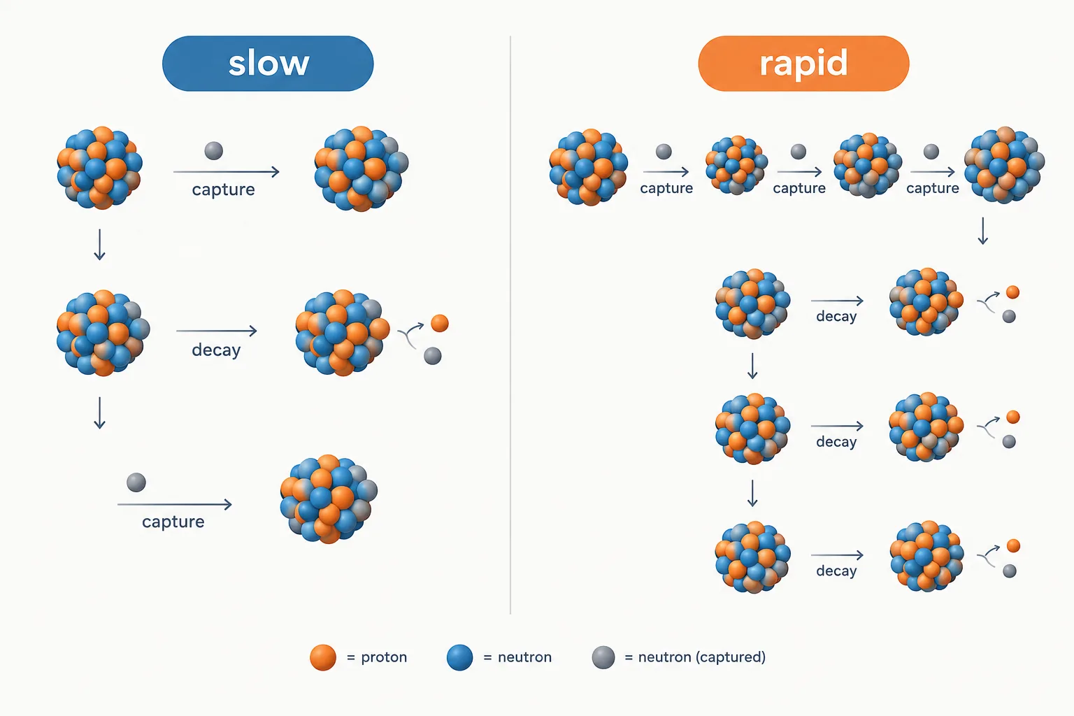 Slow capture alternates with decay, while rapid capture adds many neutrons before decay.