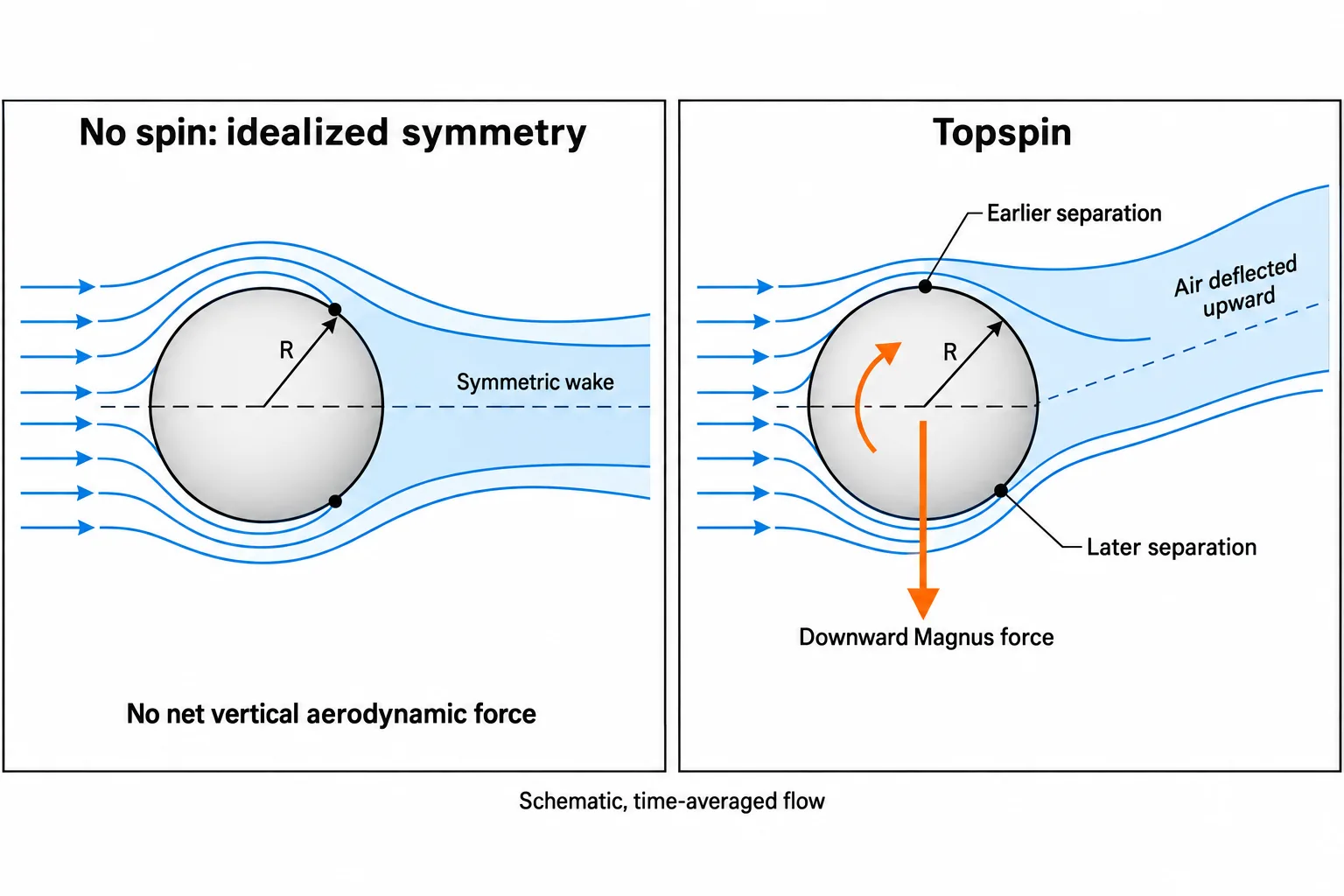 Compared with symmetric nonspinning flow, topspin shifts separation points, deflects the wake upward, and gives the ball a downward Magnus force.