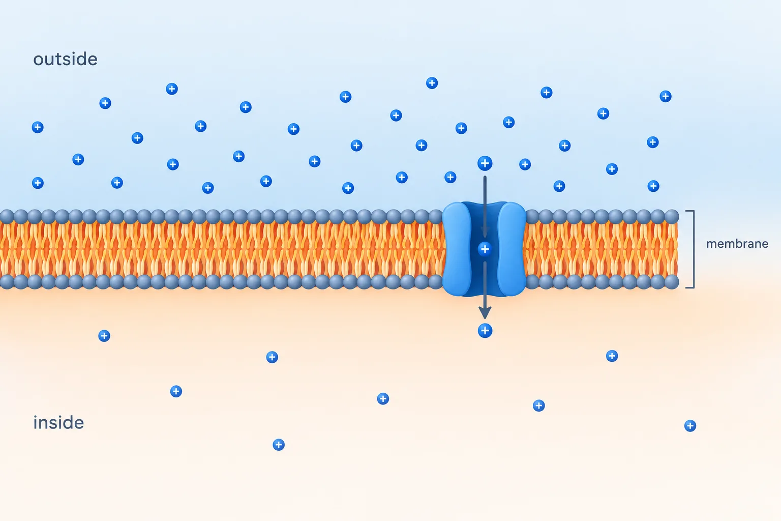 A membrane separates unequal ion concentrations, and ions enter through a protein channel rather than the fatty barrier.