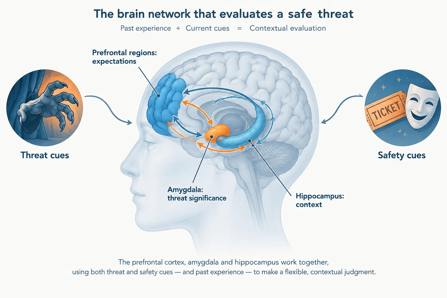 Threat and safety cues feed into an interacting network of prefrontal regions, amygdala, and hippocampus.