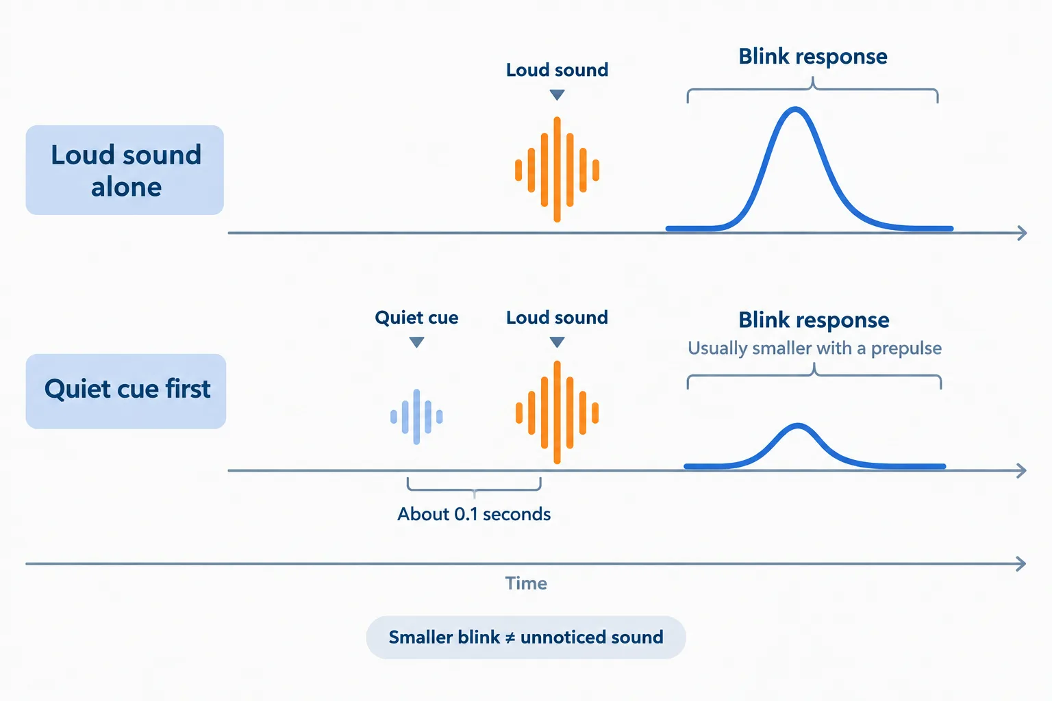 Matched timelines show a smaller blink response when a quiet cue shortly precedes the same loud sound.