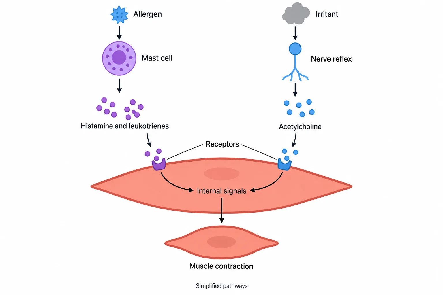 Allergens and irritants activate different signaling routes that converge on airway smooth-muscle contraction.