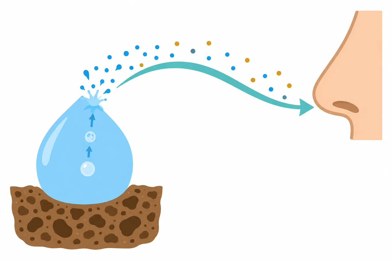 A raindrop releases tiny droplets above porous soil as an airflow arrow carries earthy scent toward a human nose.