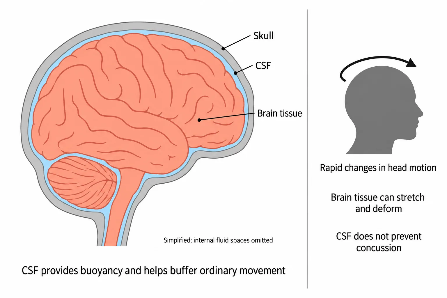 A simplified skull cross-section shows CSF around the brain, alongside an explanation that rapid head motion can deform brain tissue despite this fluid support.