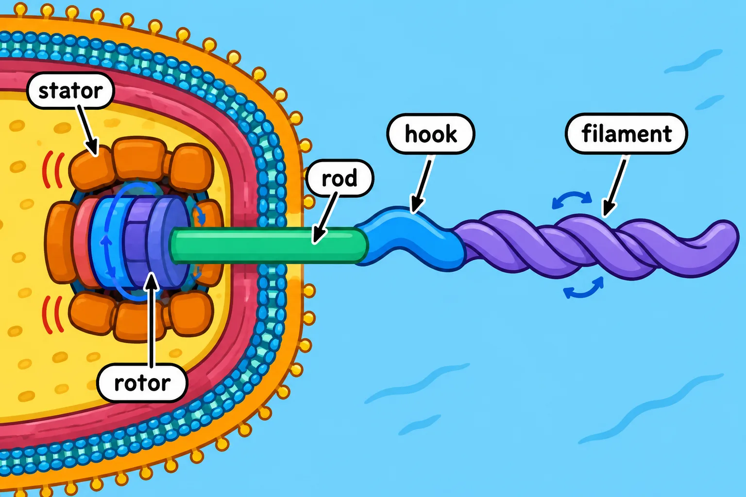 A cutaway locates the stationary stators, rotating rotor, rod, flexible hook, and helical filament.