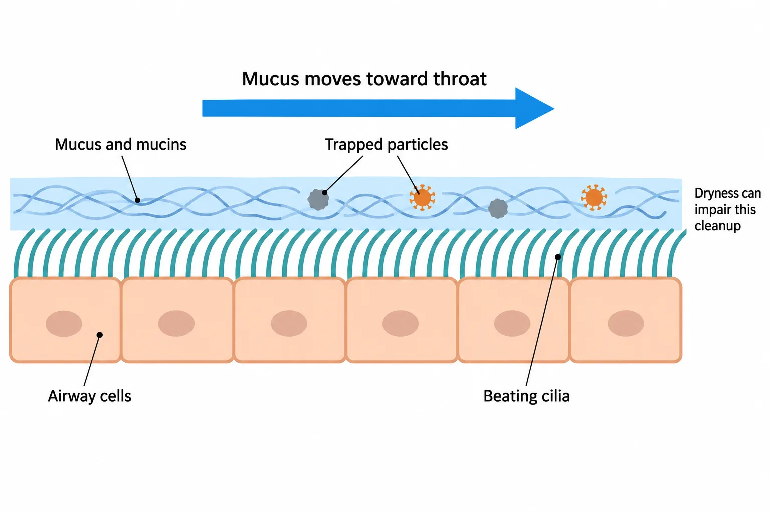 A side-view airway diagram shows cilia moving a mucus layer containing trapped particles toward the throat.