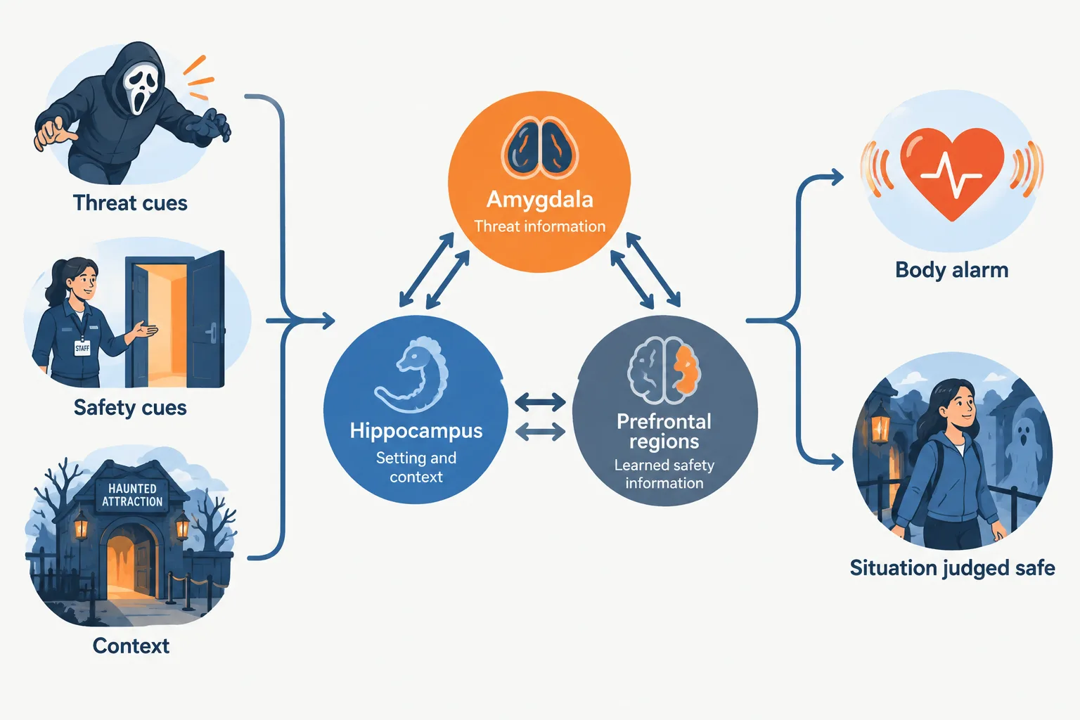A schematic shows threat, safety, and context information entering an interacting brain network, with physical alarm and a judgment of safety coexisting.