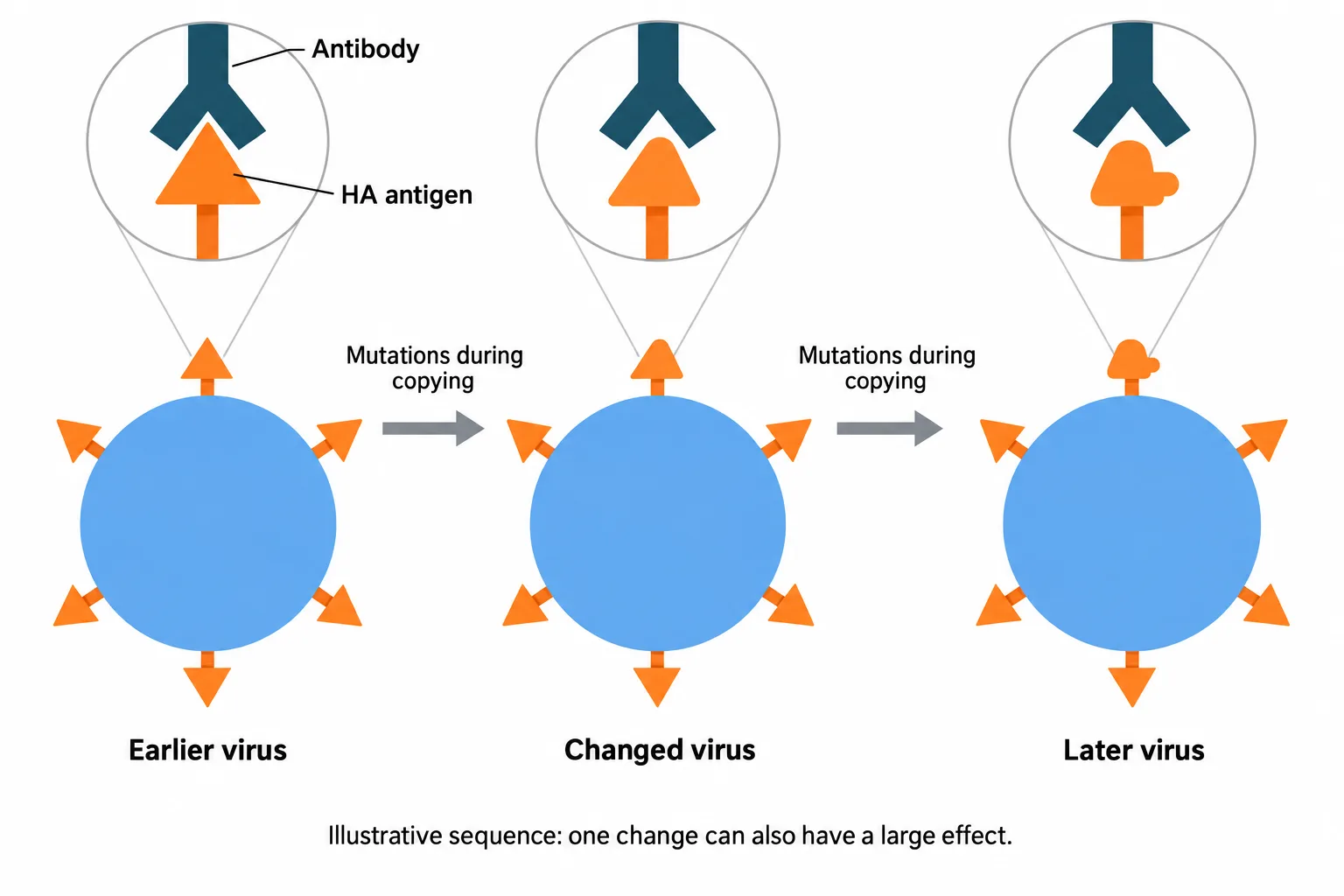 A sequence of flu viruses shows altered HA features fitting an unchanged antibody less effectively as mutations accumulate.