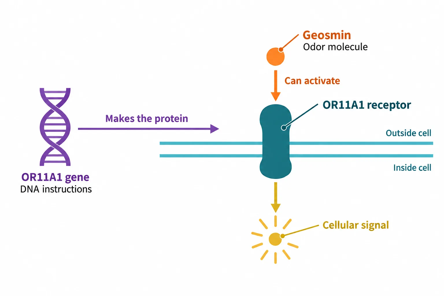 DNA instructions produce the OR11A1 receptor, while geosmin can activate that receptor to trigger a cellular signal.