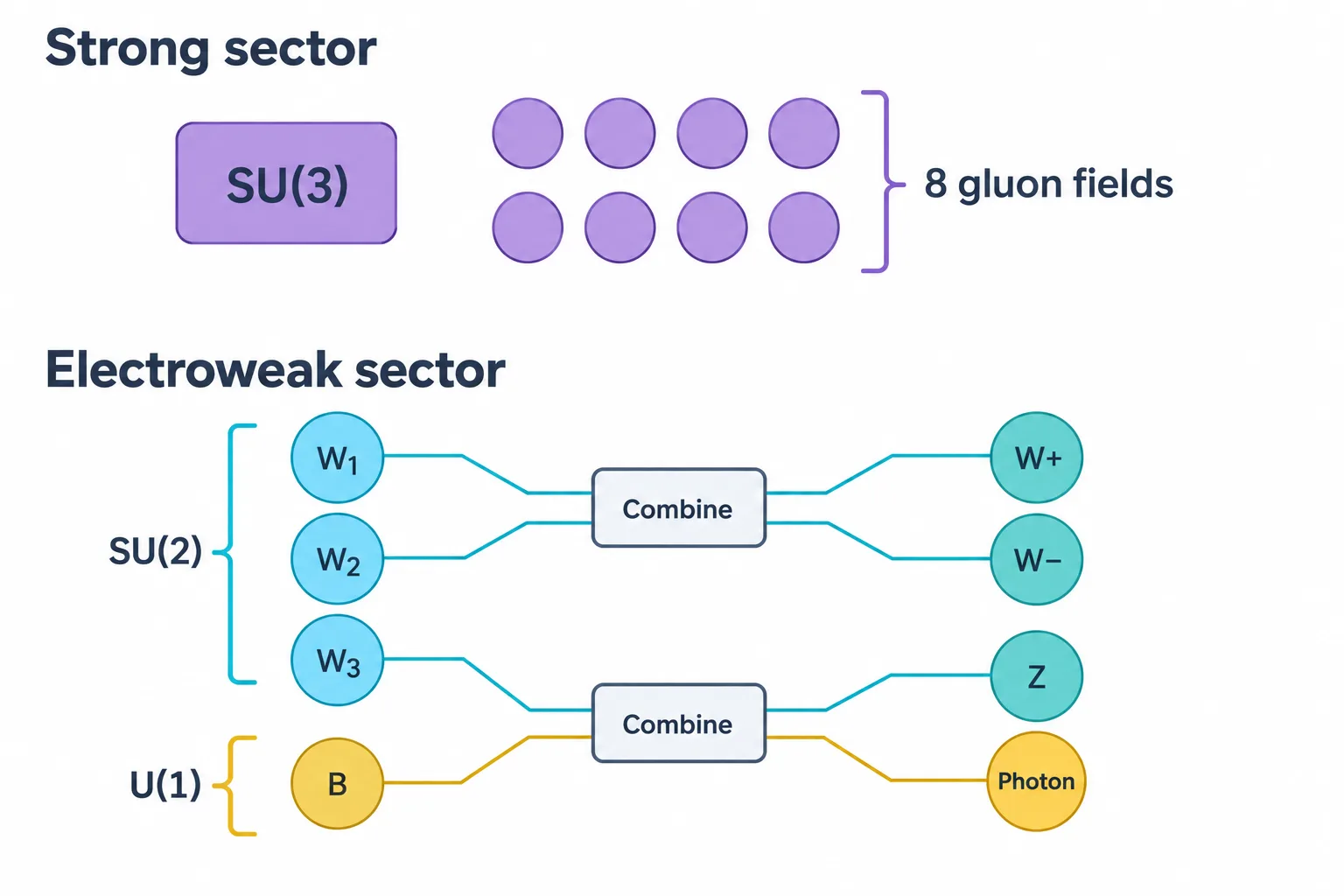 Eight strong-sector fields remain distinct, while three SU(2) fields and one U(1) field combine into four electroweak carriers.