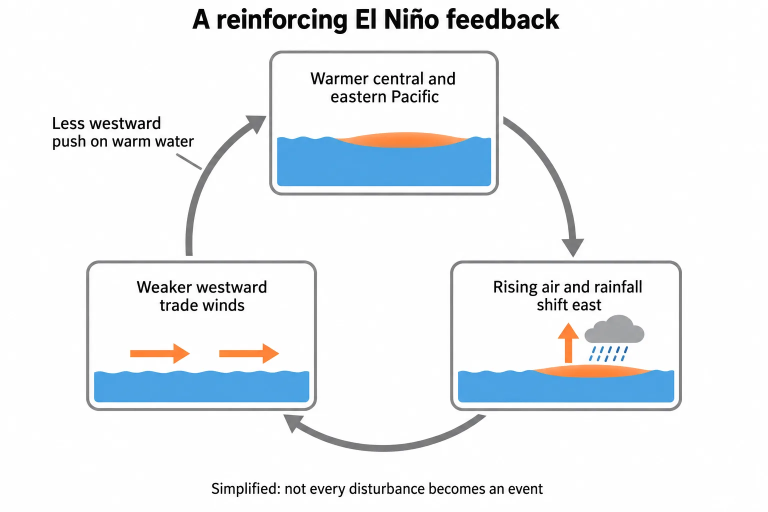 A three-step loop shows how warmer Pacific waters, eastward-shifted rainfall and weaker trade winds can reinforce El Niño.