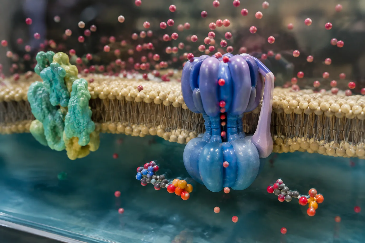 A cutaway membrane model shows protons flowing through ATP synthase toward the side where ATP forms.