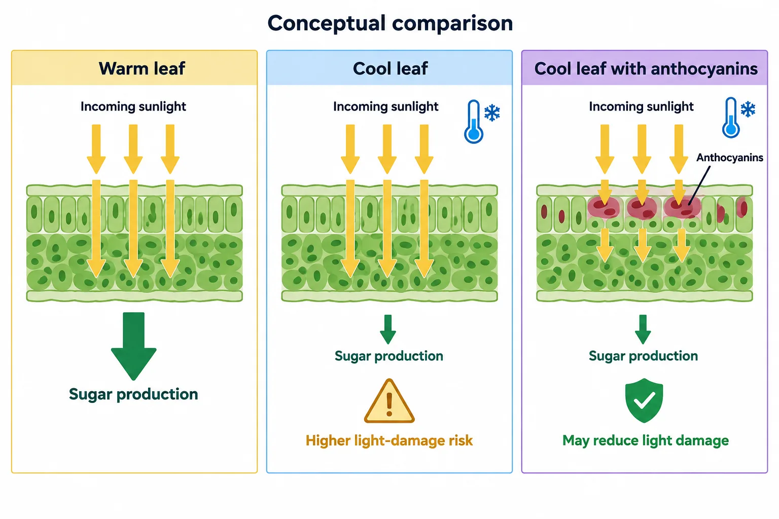 Three schematic panels compare light use in a warm leaf, a cool leaf, and a cool leaf where anthocyanins absorb some incoming light.