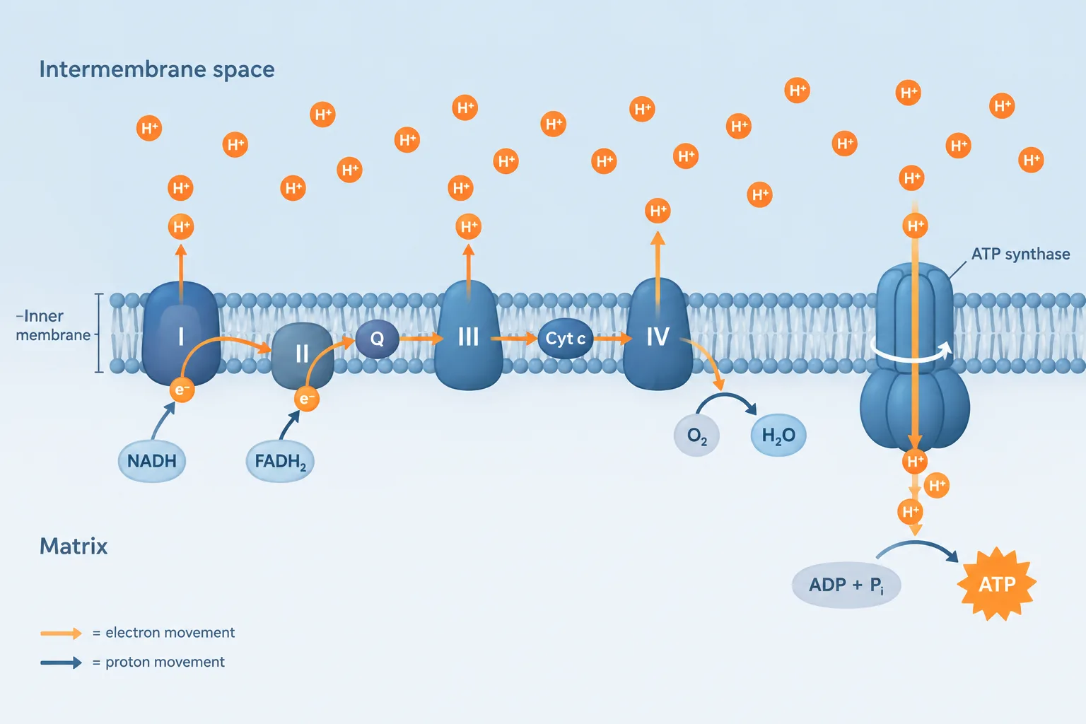 Electron transport pumps protons across the inner mitochondrial membrane, and their return through ATP synthase drives ATP production.