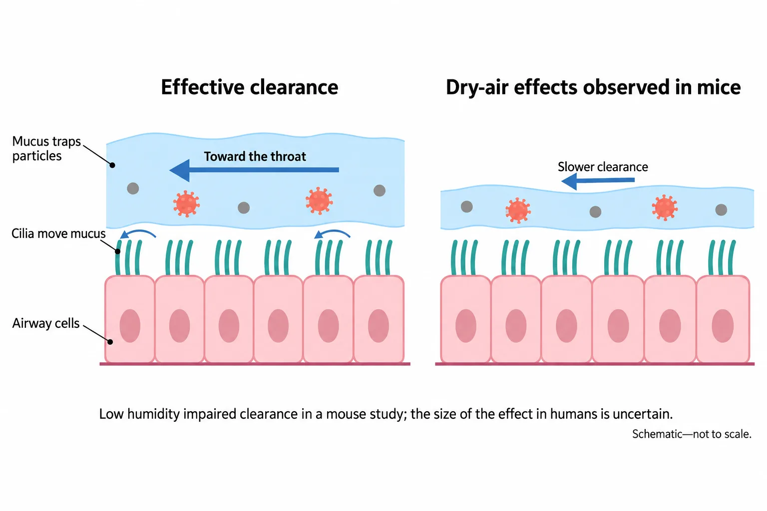 Paired airway cross-sections compare effective mucus transport with reduced hydration and slower clearance observed under low humidity in mice.